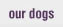 our dogs