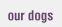 our dogs
