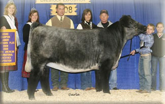 Grand Champion Contenental Heifer 2008 Belt Buckle