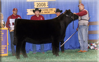 Grand Champion Contenental Heifer 2008 Belt Buckle
