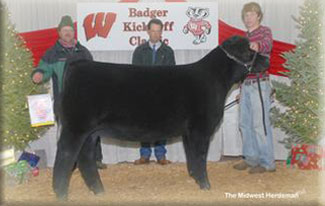 Grand Champion Contenental Heifer 2008 Belt Buckle